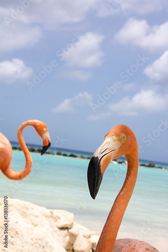 Flamingo Beach Aruba