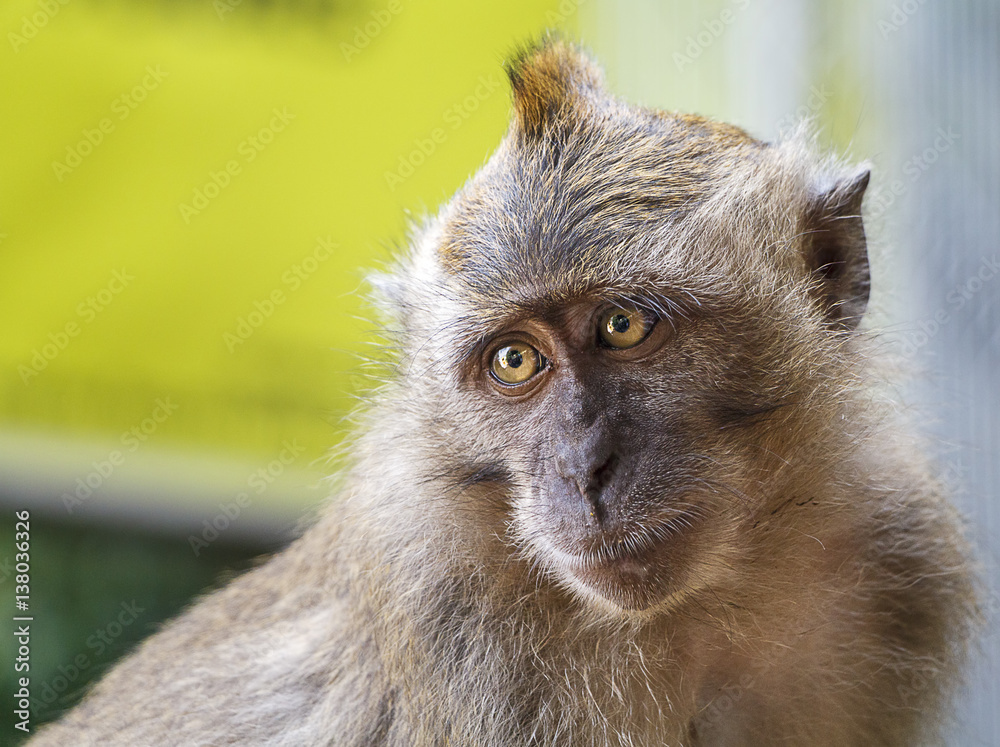 Wild Macaque Monkey Wild Macaque Monkey