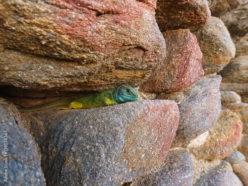 Smaragdeidechse, lacerta viridis, lacerta bilineata photo