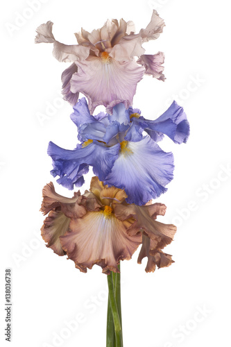 Fototapeta Naklejka Na Ścianę i Meble -  iris flowers isolated