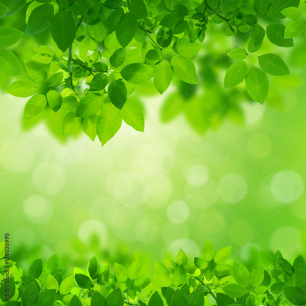 Green Leaves Border on white background Green Leaves Border on white background