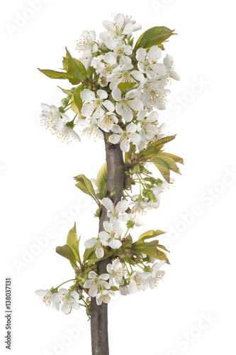 sweet cherry blossom
