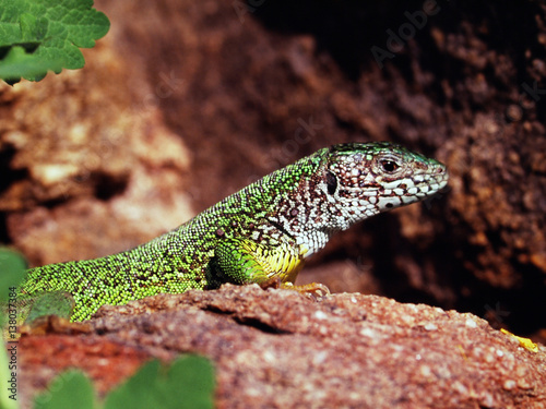 Smaragdeidechse, lacetra viridis photo