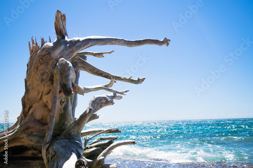Wooden roots by the beach