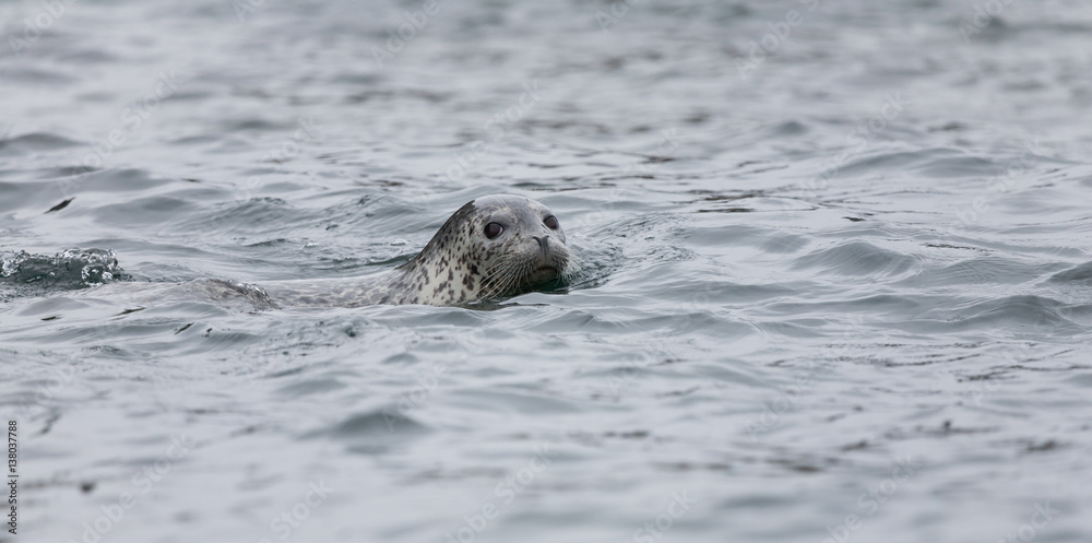 Phoca largha (Larga Seal, Spotted Seal) surface pictures Phoca largha (Larga Seal, Spotted Seal) surface pictures