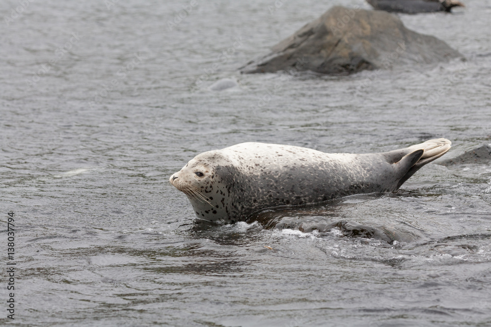Fototapeta premium Phoca largha (Larga Seal, Spotted Seal) surface pictures