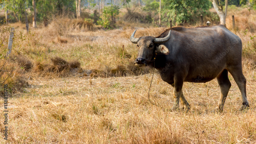 Thailand Buffalo. Buffalo in a field eating dry grass. Thailand Buffalo. Buffalo in a field eating dry grass.