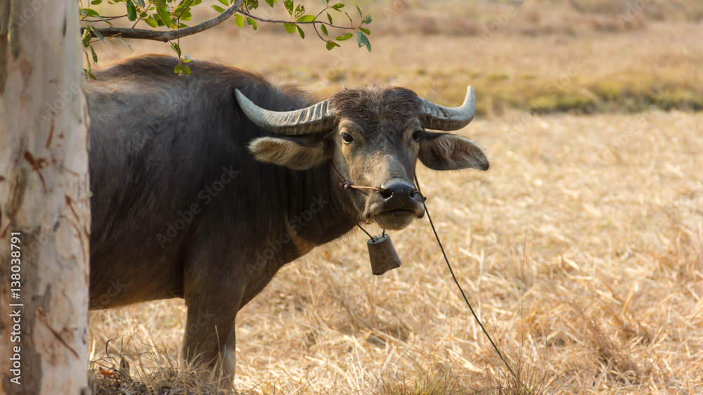 Thailand Buffalo. Buffalo in a field eating dry grass. Thailand Buffalo. Buffalo in a field eating dry grass.