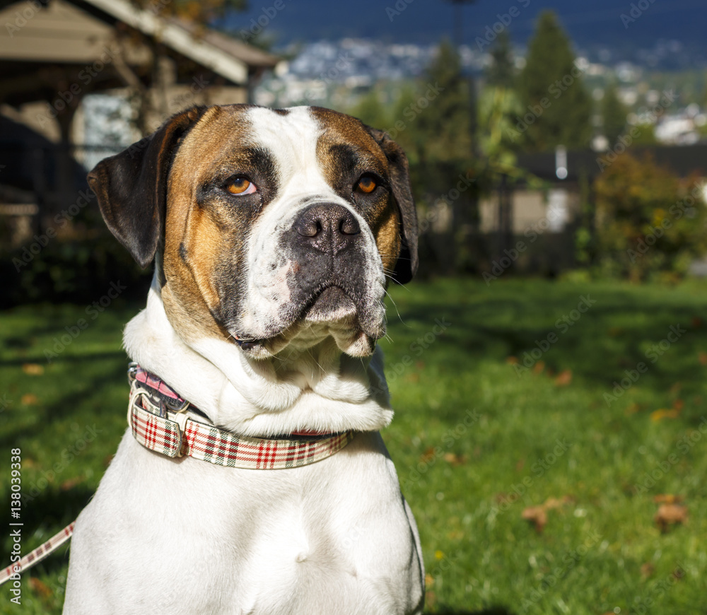 Large Boxer Dog