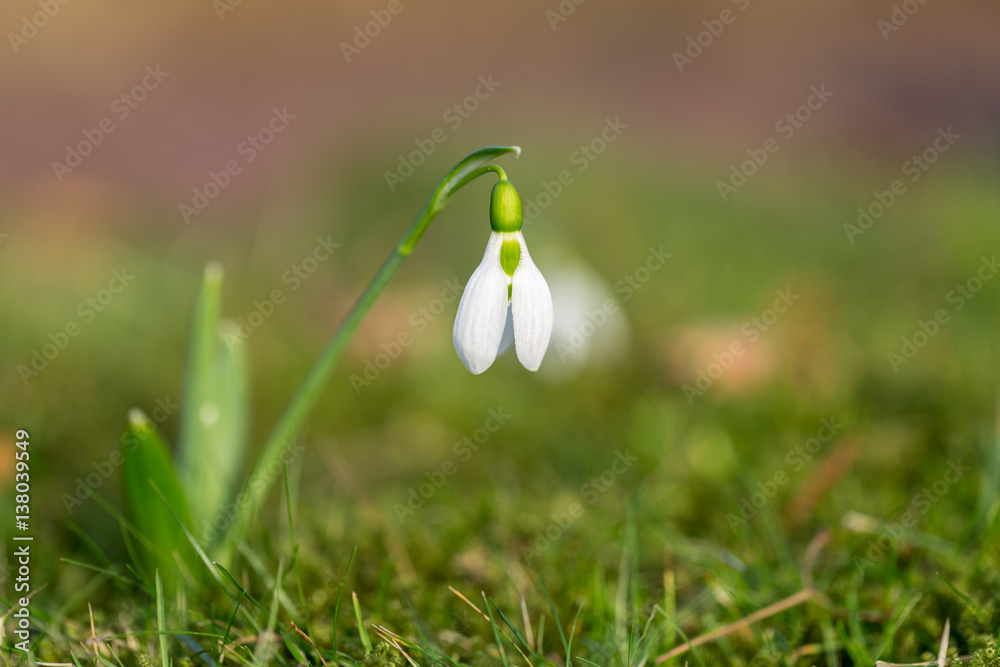Schneeglöckchen auf einer Wiese Schneeglöckchen auf einer Wiese