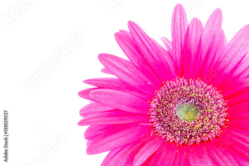 Gerbera flower on a white background