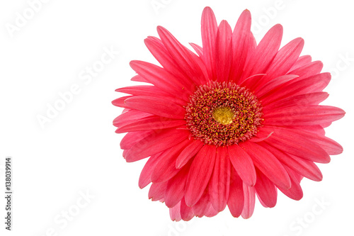 Gerbera flower on a white background