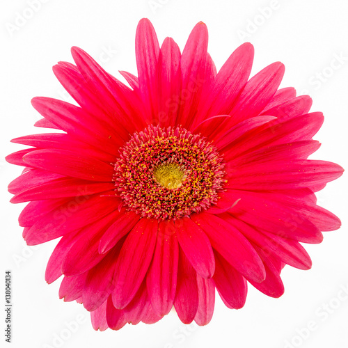 Gerbera on a white background
