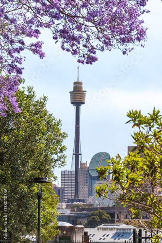 Canvas Print Sydney skyline framed by blooming Jacaranda trees