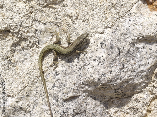 Mauereidechse, podarcis muralis photo