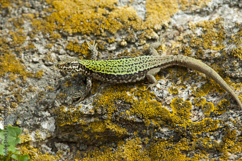 Mauereidechse, Podarcis muralis nigriventris photo