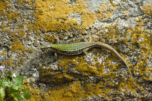 Mauereidechse, Podarcis muralis nigriventris photo