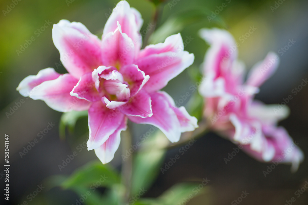 Lily. Bright summer flowers in the lush garden. Spring card for Mother's Day, March 8, International Women's Day.