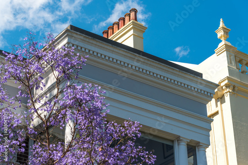 Photography Blooming Jacaranda trees with art deco building on the background