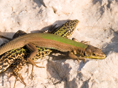 Adriatische Mauereidechse, Karstläufer, Podarcis melisellensis photo