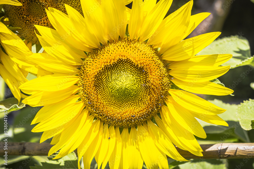 Beautiful Sunflower in sunlight and in the garden. Beautiful Sunflower in sunlight and in the garden.