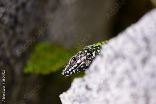 Mauereidechse, Podarcis muralis nigriventris photo