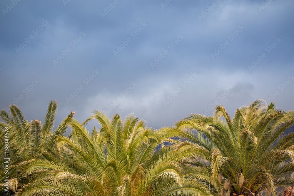 Pile of beautiful palm trees on blue sky as a background