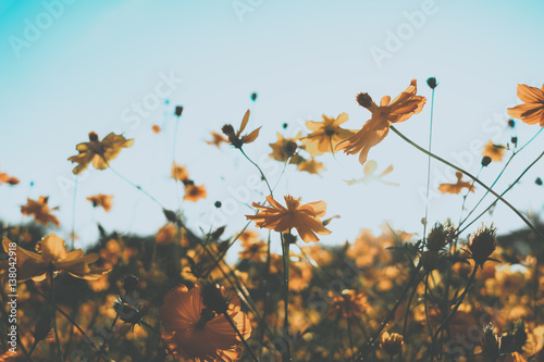 Yellow cosmos flower blooming with sunrise and blue sky background.Close up.Vintage tone photo
