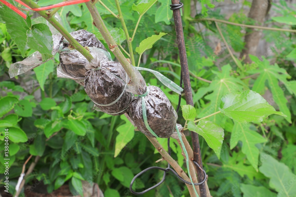 graft on tree branches The propagation in the garden