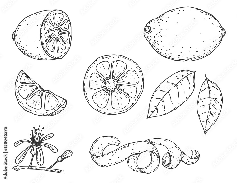Set of vector hand drawn lemon. Whole lemon, sliced pieces, half, leaf and seed sketch. Tropical summer fruit engraved vintage style illustration. Design elements for branding package, textile.