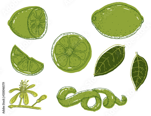 Set of vector hand drawn lime. Whole green lime, sliced pieces, half, leaf and seed sketch. Tropical summer fruit engraved vintage style illustration. Elements for branding package, textile.