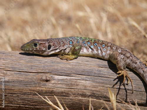 Perleidechse, timon lepidus, lacerta lepida photo