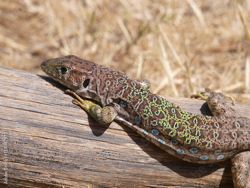 Perleidechse, timon lepidus, lacerta lepida photo