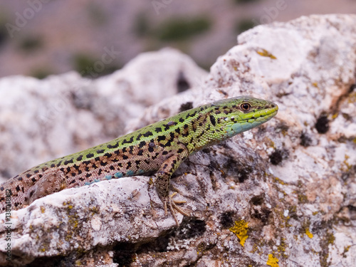 Taurische Mauereidechse, podarcis taurica photo