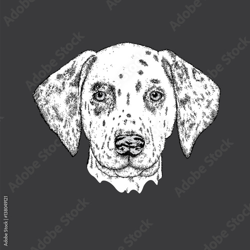 Beautiful dalmatian painted by hand. Vector illustration for a card or poster, print on clothes. Cute dog. Pedigreed Puppy.