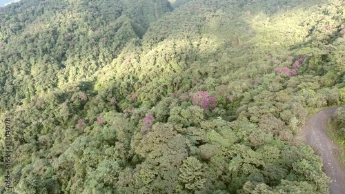 Aerial view of montane rainforest on the lower slopes of Reventador Volcano. in the Ecuadorian Amazon. The purple flowered trees are Tibouchina lepidota (fam. Melastomataceae). photo