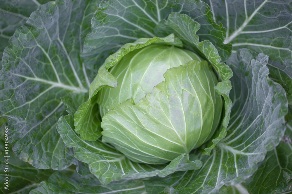 fresh cabbage growing at a farm field. fresh cabbage growing at a farm field.