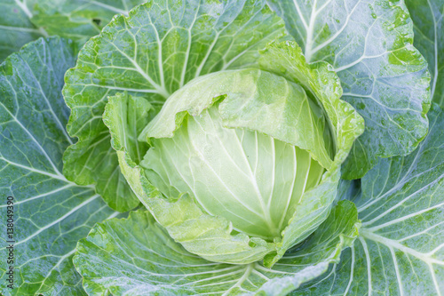 fresh cabbage growing at a farm field.