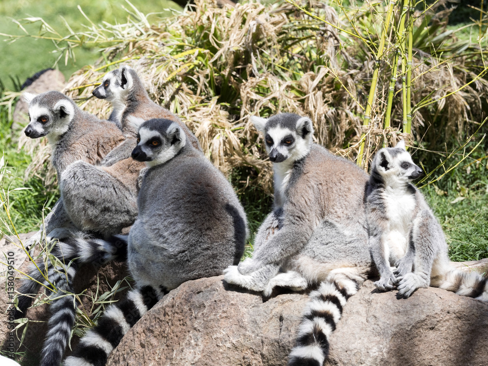 Fototapeta premium family Ring-tailed Lemur, Lemur Catta, with pups