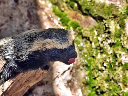 Greater Grison, Galictis vittata, is very moving carnivores