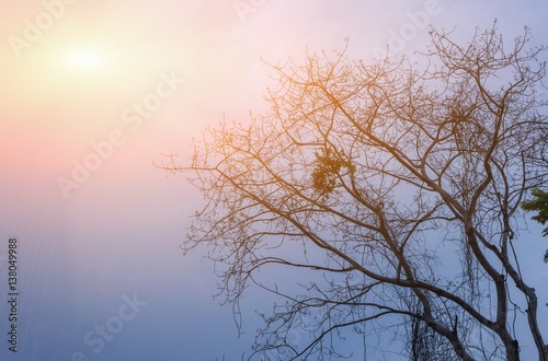 silhouette dry tree no leaf Image Low Key tree with sunset light tone.