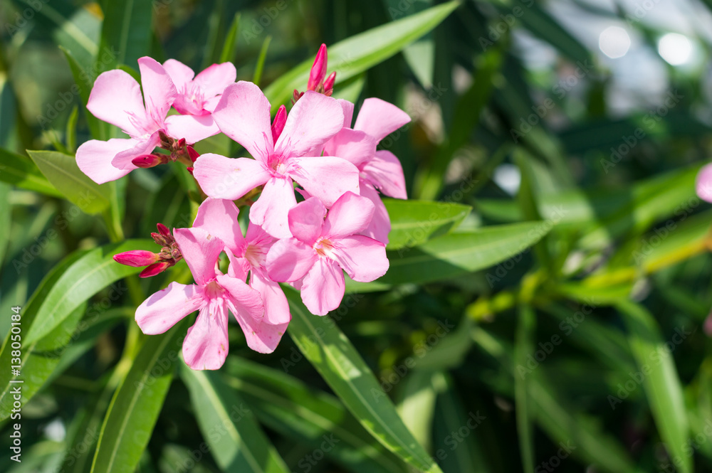 Pink flowers in garden Pink flowers in garden