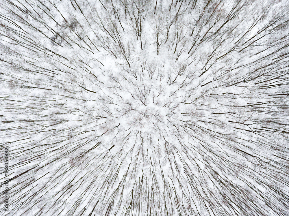 Fototapeta premium The forest, bird's eye view