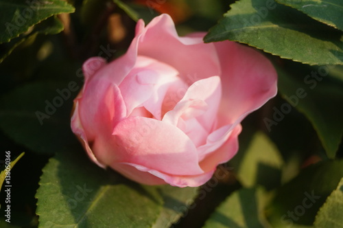 Camellia flowers, very beautiful