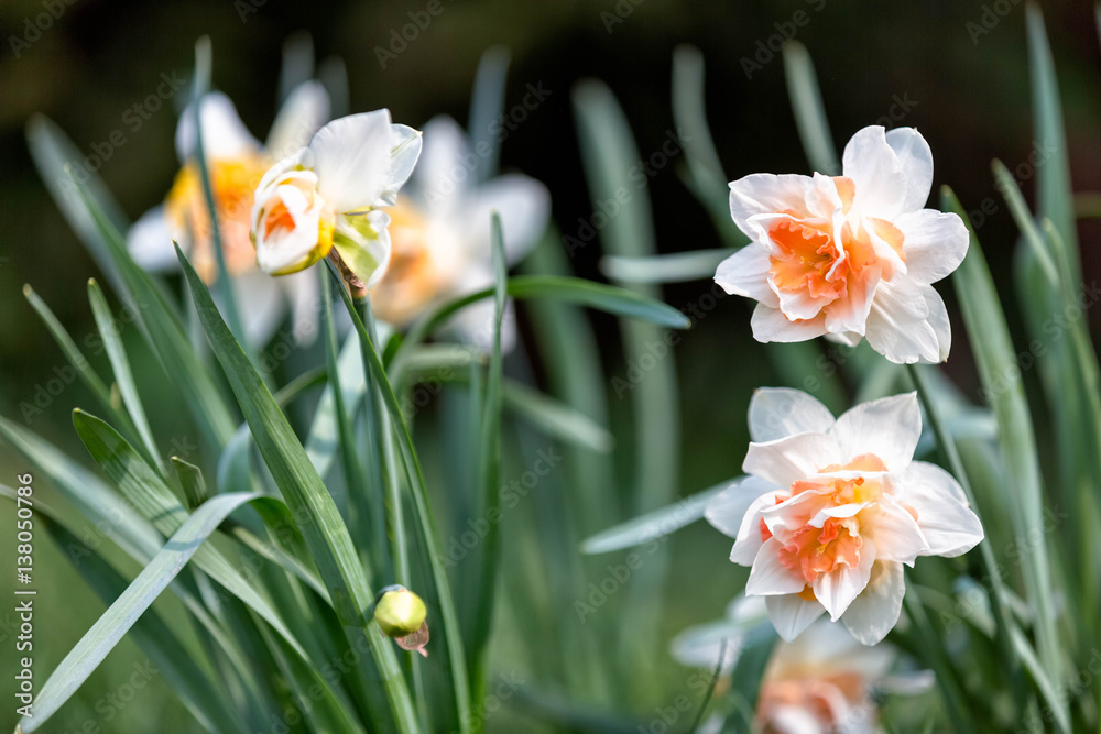 Narcissus flowers isolated on a white background Narcissus flowers isolated on a white background