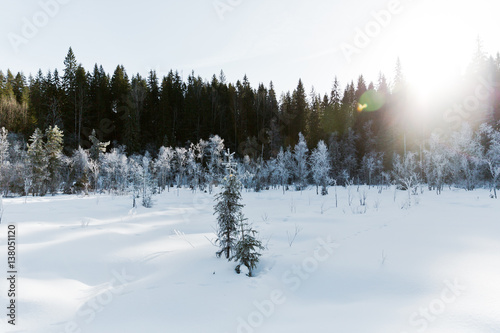 Winter field landscape with the frosty trees lit by soft sunset light - snowy landscape scene in warm tones with snow covered field and trees covered with frost