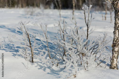 Branches covered with ice and snow after an icy rain. The sun shines through them