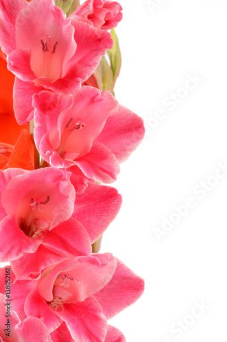 gladiolus on a white background