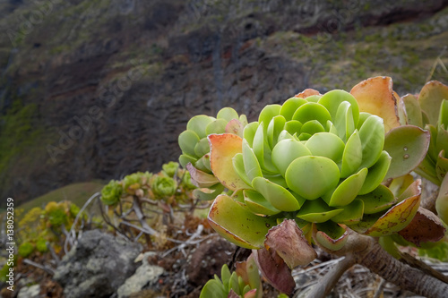 beautiful wild succulent photo