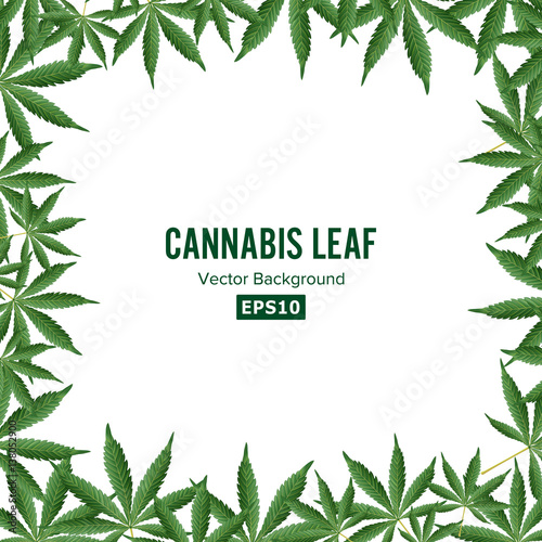 Cannabis Background. Vector Marijuana Frame. Green Leaf